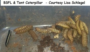 BSFL & Tent Caterpillar  - Courtesy Lisa Schlegel wm 